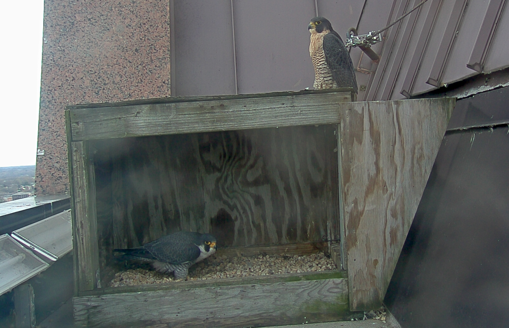 The Richmond peregrine falcon pair.