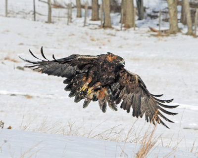 adult-golden-eagle-in-flight-large