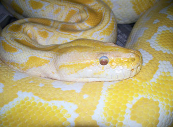 albino-burmese-python