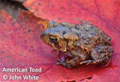 american-toad