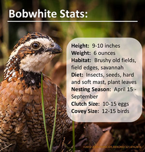 bobwhite-stats