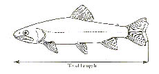 Certify a Trophy-Size Fish