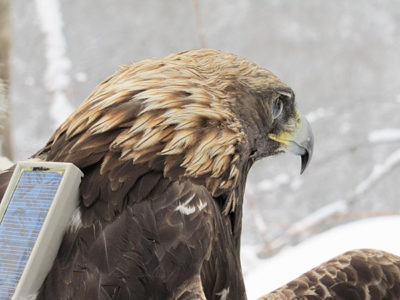 golden-eagle-with-transmitter-large
