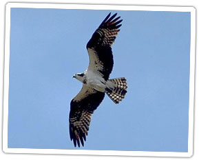 osprey-in-flight