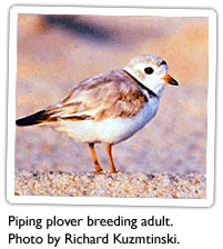piping-plover-1