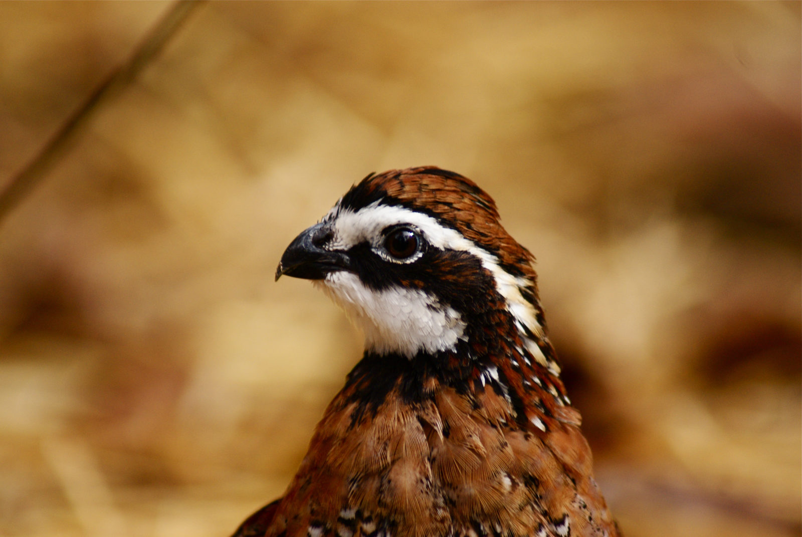 A bobwhite quail.