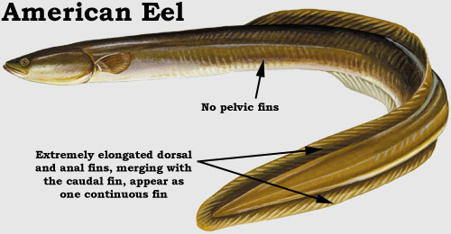 Snakehead: American Eel