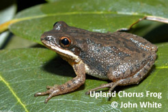 upland-chorus-frog