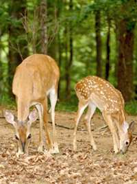 white-tailed-deer-doe-and-fawn