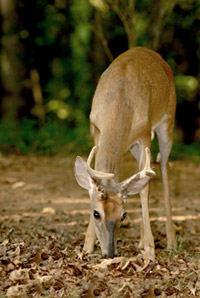 white-tailed-deer-in-velvet
